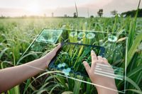 O persoană utilizează o tabletă în aer liber pe un câmp pentru a monitoriza tehnologiile agricole durabile.